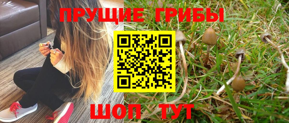 Псилоцибиновые грибы GOLDEN TEACHER  Нижнеудинск 